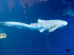 Haus des Meeres 4.02.2026